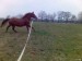my love near gallop